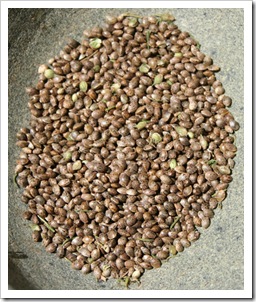 hemp-seeds